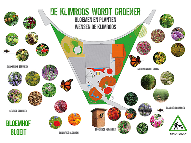 150210_Klimroosplanten_SL